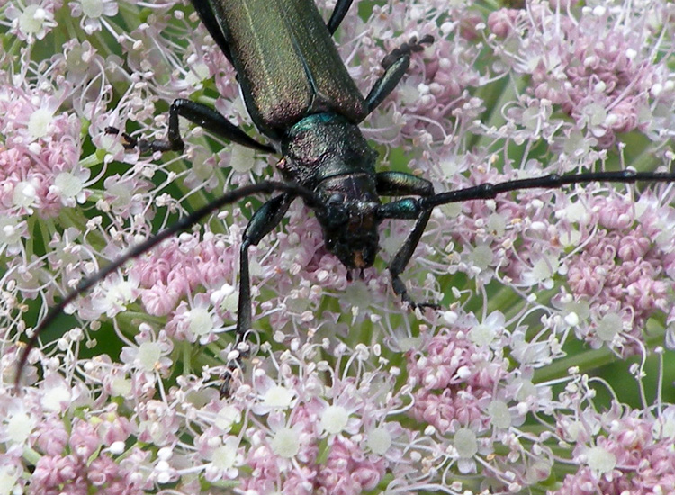 Cerambycidae della Val di Genova